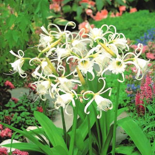 Ismene, Peruaanse narcis - groot pakket! - 10 stuks - 