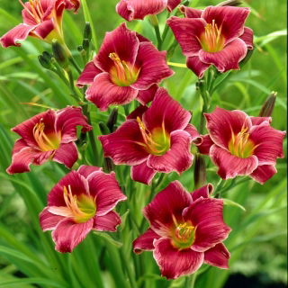 Little Missy daylily - XL package! - 50 pcs