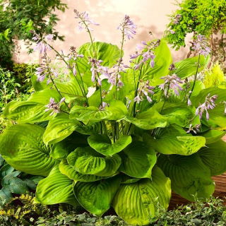 Sum and Substance hosta, plantain lily - large package! - 10 pcs