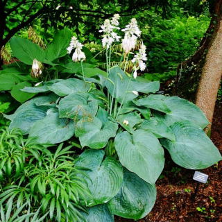 Big Daddy hosta, giglio di piantaggine - pacchetto grande! - 10 pezzi
