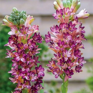 Rosa Saphier tuberose Polianthes - doftande rosa blommor - stort paket! - 10 st