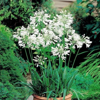 Agapanthus, Crinul Nilului Alb - pachet mare! - 10 buc.