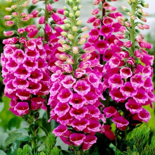 Digitalis, Foxglove Camelot Rose - nagy csomag! - 10 db.