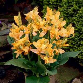 Canna Golden Lucifer - paquete grande! - 10 piezas