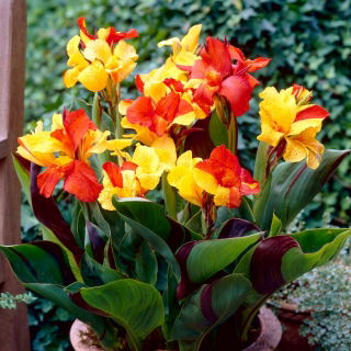 Canna Cleopatra - große Packung! - 10 Stk