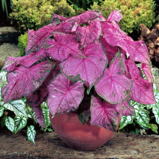 Caladium - Fannie munson - fialová; sloní ucho, Ježíšovo srdce, andělská křídla - velké balení! - 10 ks.