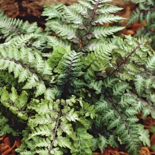 Orientalischer Ladyfern - Ursula's Red - Sämling; Japanischer bemalter Farn - Großpackung! - 10 Stk