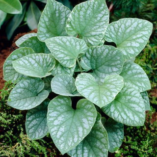 Sibirischer Bugloss "Silver Wings" (Brunnera macrophylla) - tolles Vergissmeinnicht, Großblättrige Brunnera, Herzblatt - Großpackung! - 10 Stk - 