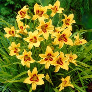 Daylily "Bonanza" -  large package! - 10 pcs