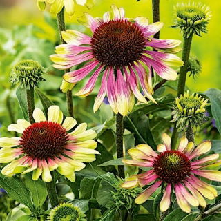 Green Twister verde-rosa cónica púrpura oriental - 1 pieza; erizo equinácea, Echinacea