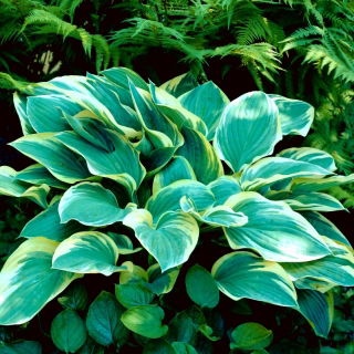 Tambura hosta, útifű liliom - nagy csomag! - 10 db.