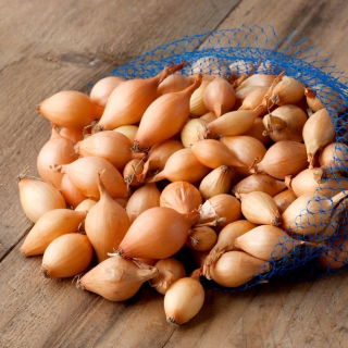 Sturon gelbe Frühlingszwiebeln - eine sehr geschätzte Sorte - 0,5 kg - 