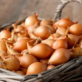 Herkules žlutá jarní cibule, superproduktivní odrůda - 0,5 kg