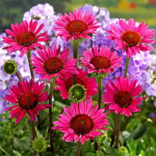 Vintage Wine eastern purple coneflower - 1 pc; hedgehog coneflower, Echinacea