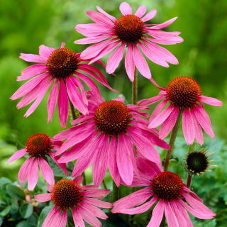 Flor cónica púrpura oriental con flores rosas Magnus - 1 pieza; erizo equinácea, Echinacea