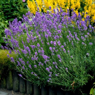 Lavanda roxa - 1 unidade