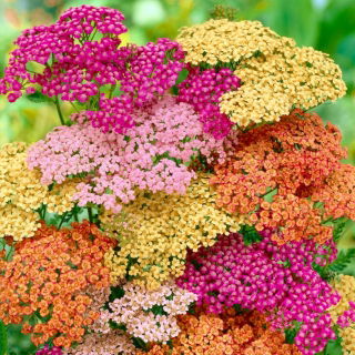 Common yarrow - colour mix