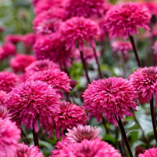 Blackberry Truffle double-flowered eastern purple coneflower - 1 pc; hedgehog coneflower, Echinacea