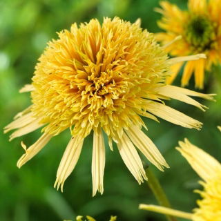 Maslový krém - dvojkvetý šišák východný fialový - veľké balenie! - 10 ks; ježko šiška, Echinacea