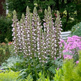 Pantaloni de urs - Acanthus mollis - 1 buc.; doc de mare, plantă de picior de urs, iluș de mare, plantă de aligator, plantă de stridii