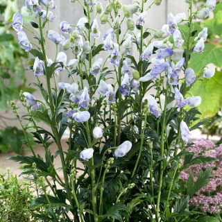 Aconit bleu clair nuageux - semis