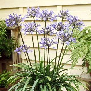 Dr Brouwer Agapanthus; Crinul African, Crinul Nilului