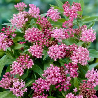 Askepot sump milkweed - frøplante - stor pakke! - 10 stk.; rosenmælke, rosenmælkeblomst, sumpsilke, hvid indisk hamp