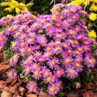 Alice Haslam busket aster