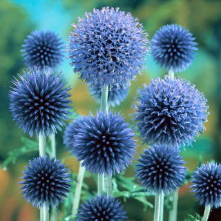 Taplow Blue mirigyes kék bogáncs - égszínkék virágok