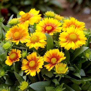 Floare de pătură de caise din Arizona - răsad