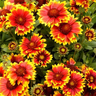 Arizona Sun blanket flower - seedling