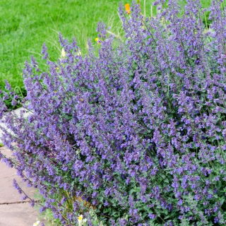 Catnip Six Hills Giant - 1 buc.