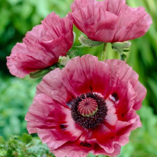 Patty's Plum Oriental Poppy - stort paket! - 10 st
