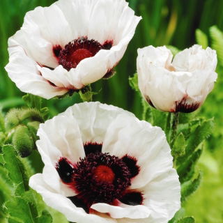 Papavero orientale bianco di Perry - 1 pz