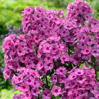 Classic Cassis fall phlox - large package! - 10 pcs