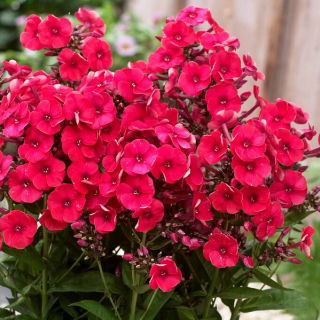 Grenadine Dream Herbst-Phlox - 1 Stk - 