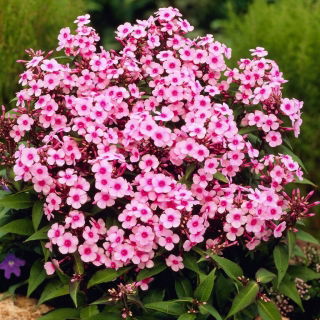 Miss Pepper fall phlox - large package! - 10 pcs