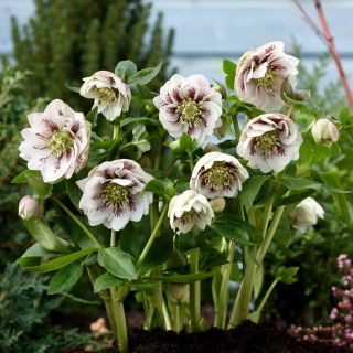 Double Ellen White Spotted Lenten rose