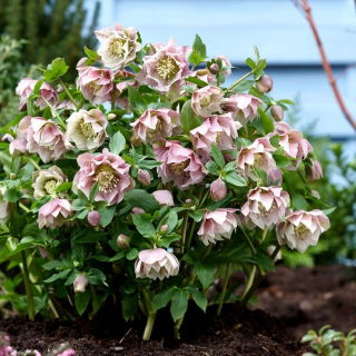 Doppelte Ellen Pink Fastenzeitrose - 