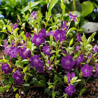 Lilla mindre periwinkle - frøplante