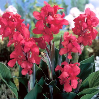 Crimson Beauty canna liliom - nagy csomag! - 10 db.