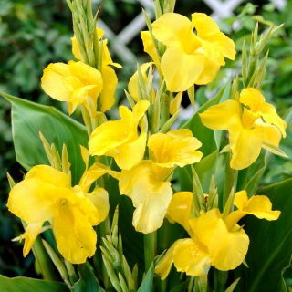 Sárga canna liliom - nagy csomag! - 10 db.