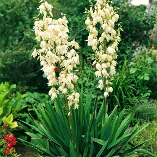Yucca Filamentosa, acul lui Adam, Carolina Silk Grass - pachet mare! - 10 buc.