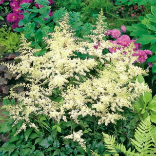 Astilbe "Brautschleier" - creamy - white; false spirea - large package! - 10 pcs
