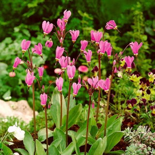 Stella cadente "Queen Victoria" - fiori rosa chiaro - pacchetto grande! - 10 pezzi - 