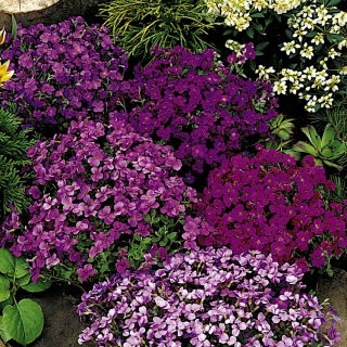 Aubrieta - színes virágkeverék - Aubrieta x hybrida - Színes virágok, ideális szegélyezéshez - Friss vetőmagok