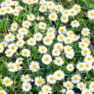 Bănuței albi simpli - Bellis perennis - Inflorescențe vibrante, esența unui gazon de excepție - Semințe proaspete
