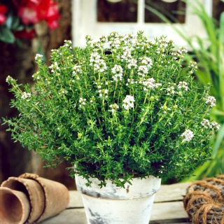 Kerti kakukkfű - Thymus vulgaris - Gyógyító gyógynövények paradicsoma – ínyencek kedvence - Friss vetőmagok