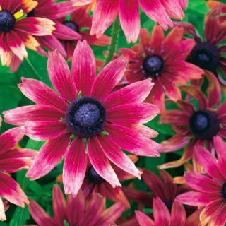 Cherry Brandy svartögd Susan (Rudbeckia) - 1 st