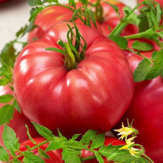 Tomate - Malinowy Olbrzym - Tomates dodues et juteuses, géantes pleines de saveur - Graines fraîches